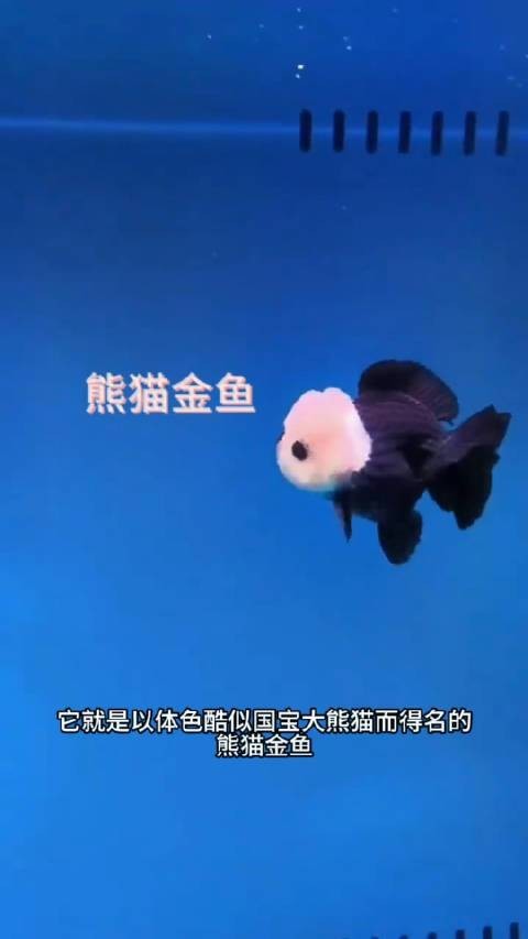 如何區分真假熊貓蝶尾金魚？