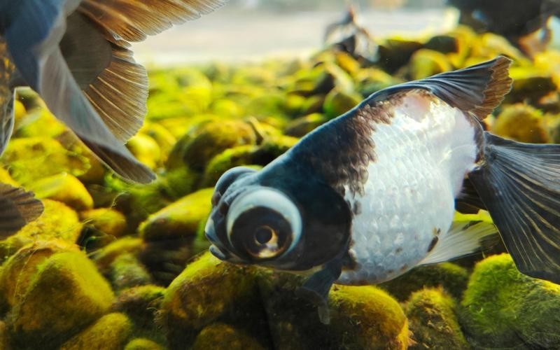 如何區分真假熊貓蝶尾金魚？