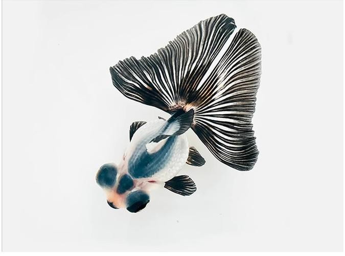 如何區分真假熊貓蝶尾金魚？