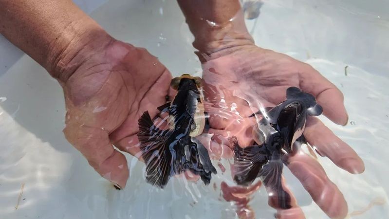 如何區分真假熊貓蝶尾金魚？
