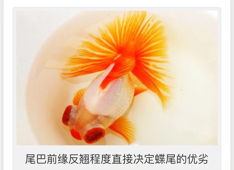 如何區分真假熊貓蝶尾金魚？
