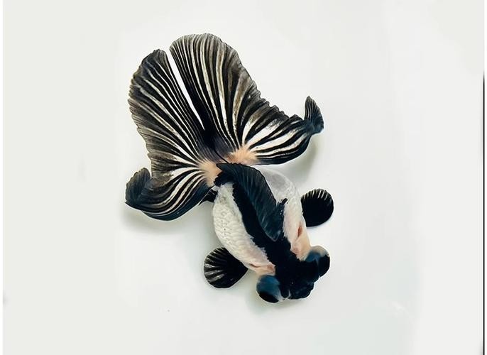 如何區分真假熊貓蝶尾金魚？