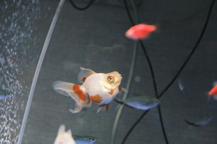 如何區分真假熊貓蝶尾金魚？