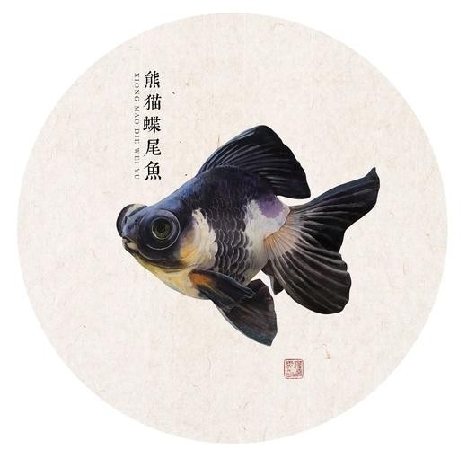 如何區分真假熊貓蝶尾金魚？