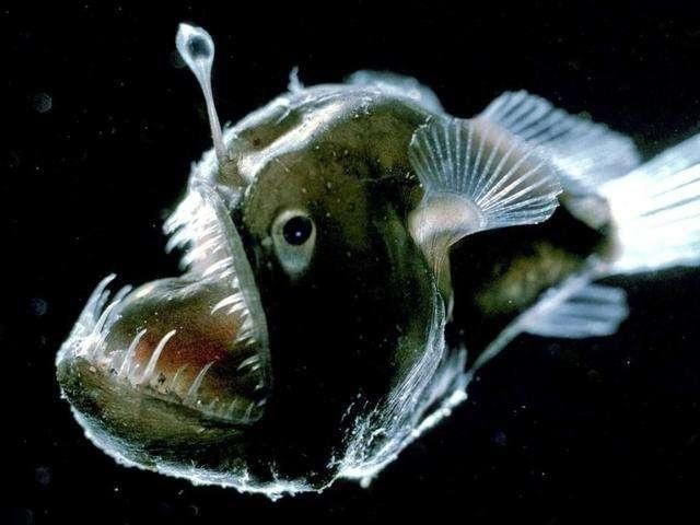 海里十大毒魚排名