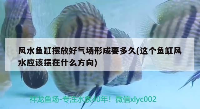 銀鼓魚和銀龍魚混養可以嗎圖片（銀鼓魚和銀龍魚混養可以嗎圖片大全）
