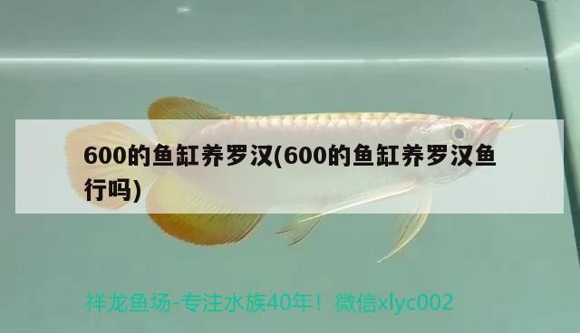 銀鼓魚和銀龍魚混養可以嗎圖片（銀鼓魚和銀龍魚混養可以嗎圖片大全）