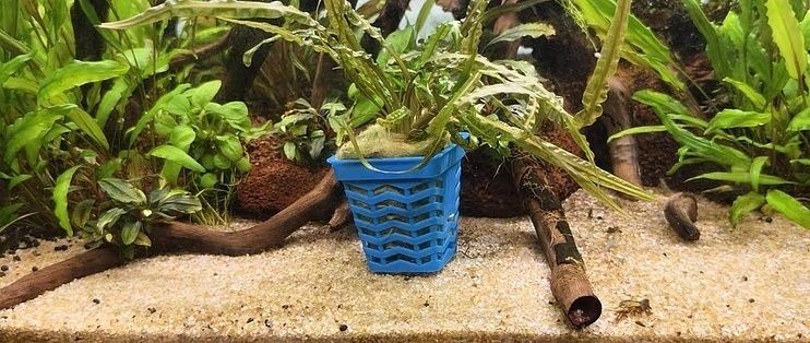什么樹可以放魚缸里養：魚缸中的大水草對光照和水質的影響和美觀性的影響和美觀 什么樹可以放魚缸里養：魚缸中的大水草對光照和水質的影響和美觀性的影響和美觀 魚缸百科 第3張
