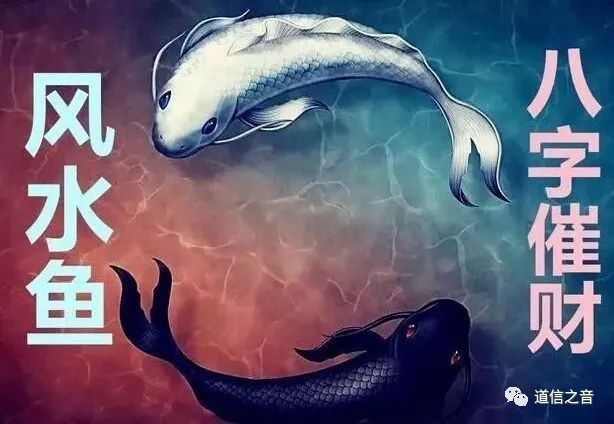 四條魚的風(fēng)水寓意 四條魚的風(fēng)水寓意 龍魚論壇 第3張