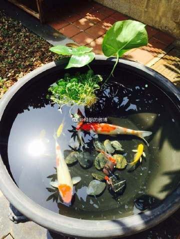 四條魚的風(fēng)水寓意 四條魚的風(fēng)水寓意 龍魚論壇 第2張