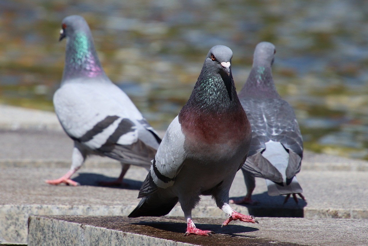 黃化銀龍魚怎么養出狀態好（黃化銀龍魚壽命）