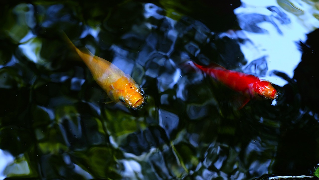 紅龍魚缸造景圖片（銀龍魚造景缸）