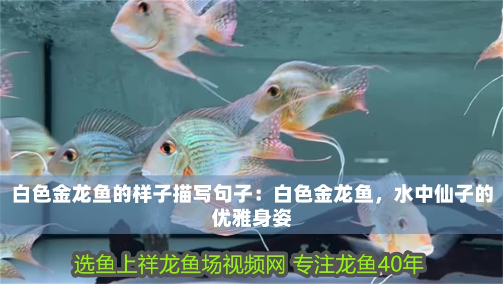 白色金龍魚的樣子描寫句子：白色金龍魚，水中仙子的優雅身姿