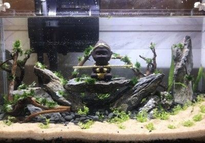 金晶魚(yú)缸和森森魚(yú)缸哪個(gè)好：金晶魚(yú)缸與森森魚(yú)缸價(jià)格對(duì)比 金晶魚(yú)缸和森森魚(yú)缸哪個(gè)好：金晶魚(yú)缸與森森魚(yú)缸價(jià)格對(duì)比 魚(yú)缸百科 第4張