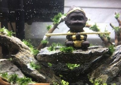 金晶魚(yú)缸和森森魚(yú)缸哪個(gè)好：金晶魚(yú)缸與森森魚(yú)缸價(jià)格對(duì)比 金晶魚(yú)缸和森森魚(yú)缸哪個(gè)好：金晶魚(yú)缸與森森魚(yú)缸價(jià)格對(duì)比 魚(yú)缸百科 第5張