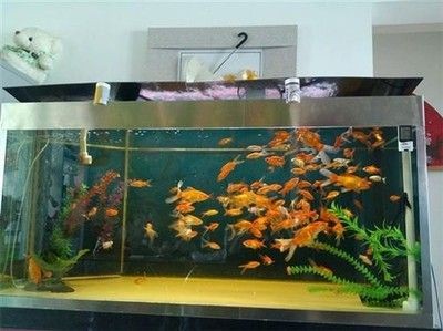 選擇海洋生態(tài)魚缸需要考慮哪些問題：海洋生態(tài)魚缸品牌推薦：海洋生態(tài)魚缸品牌推薦