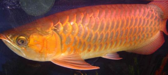 武吉美拉f三金龍魚(武吉美拉金龍魚是一種珍貴的觀賞魚品種) 龍魚百科 第3張 武吉美拉f三金龍魚(武吉美拉金龍魚是一種珍貴的觀賞魚品種) 武吉美拉f三金龍魚(武吉美拉金龍魚是一種珍貴的觀賞魚品種) 龍魚百科 第3張