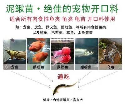 給銀龍魚怎么換水視頻(龍魚缸怎么換水視頻) 給銀龍魚怎么換水視頻(龍魚缸怎么換水視頻) 銀龍魚百科 第2張