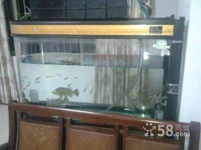 廣州買魚缸紙的地方有哪些（如何選擇合適的魚缸背景紙）