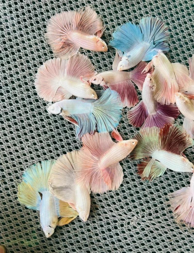 斗魚最建議買的5種顏色 斗魚最建議買的5種顏色 龍魚論壇 第4張