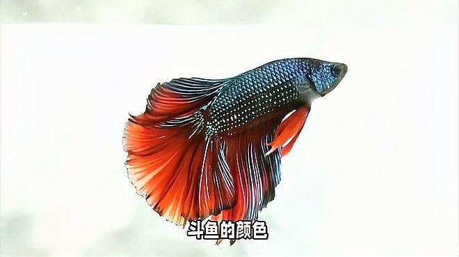 斗魚最建議買的5種顏色 龍魚論壇 第1張 斗魚最建議買的5種顏色 斗魚最建議買的5種顏色 龍魚論壇 第1張