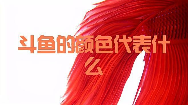 斗魚最建議買的5種顏色 龍魚論壇 第2張 斗魚最建議買的5種顏色 斗魚最建議買的5種顏色 龍魚論壇 第2張