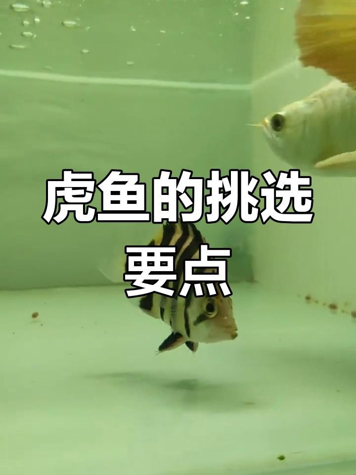 福虎異型虎魚(yú)最值得買(mǎi)的三個(gè)品種 福虎異型虎魚(yú)最值得買(mǎi)的三個(gè)品種 龍魚(yú)論壇 第3張