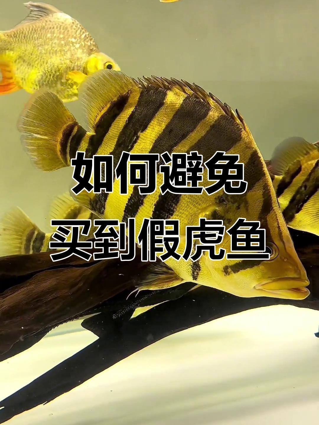 福虎異型虎魚(yú)最值得買(mǎi)的三個(gè)品種 福虎異型虎魚(yú)最值得買(mǎi)的三個(gè)品種 龍魚(yú)論壇 第5張