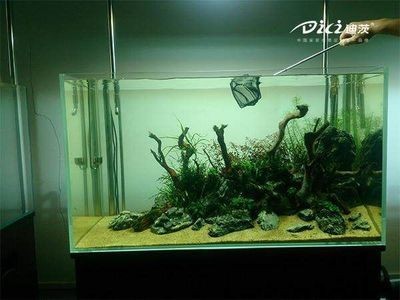 魚缸什么樣的好造景什么樣的好：如何選擇和實施魚缸造景
