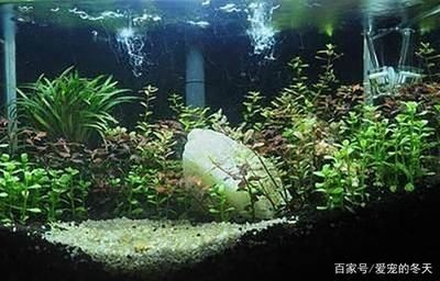 魚缸什么樣的好造景什么樣的好：如何選擇和實施魚缸造景