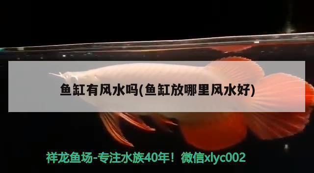 新手養銀龍魚入門技巧圖片(養銀龍魚的方法)