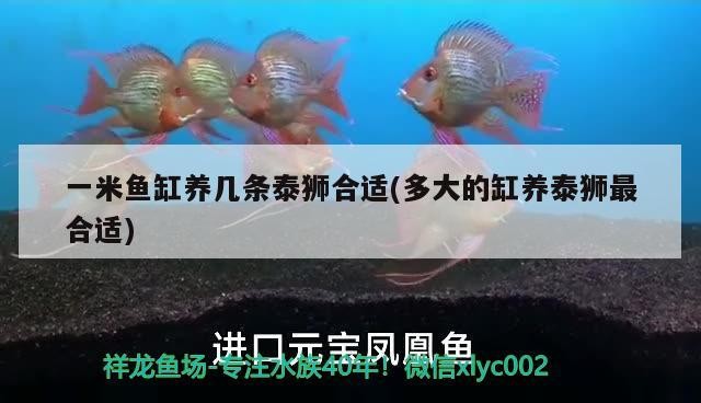 新手養銀龍魚入門技巧圖片(養銀龍魚的方法)
