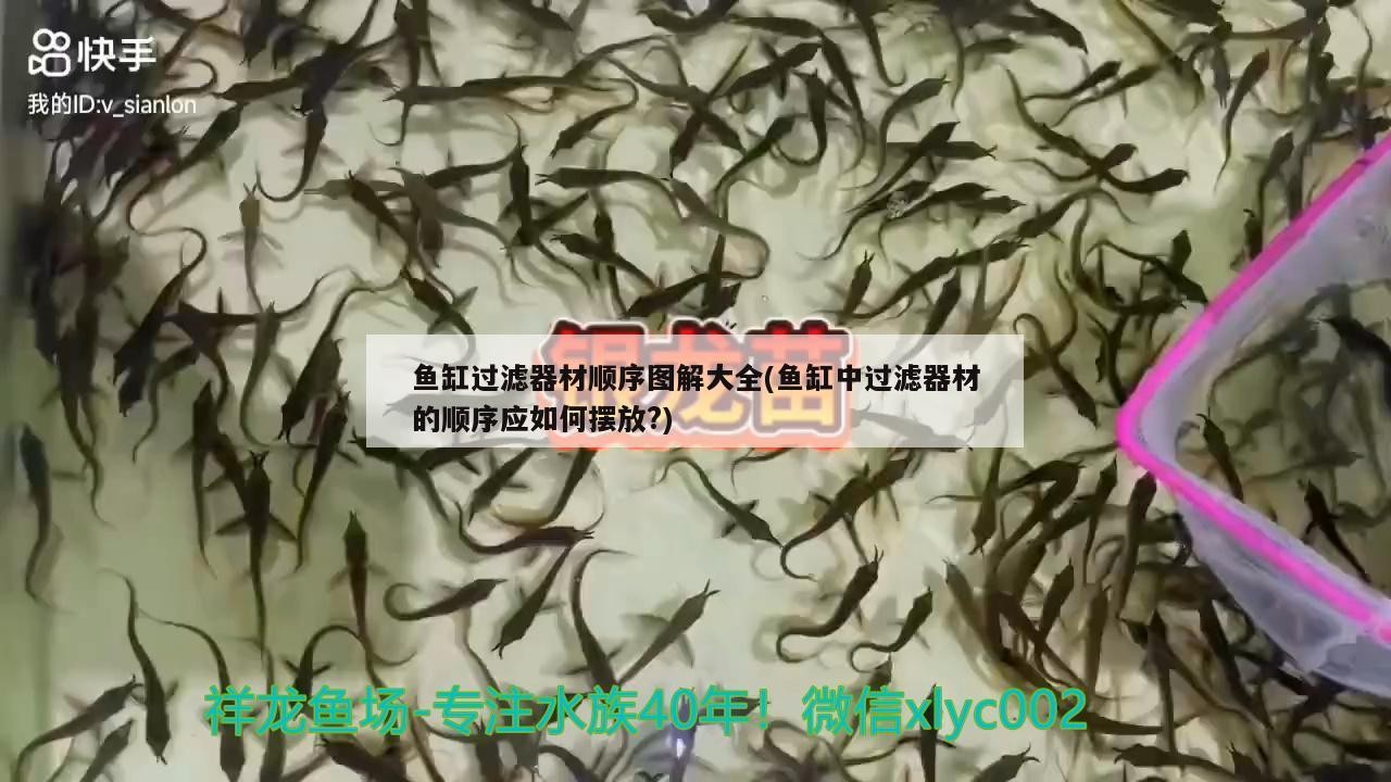 新手養銀龍魚入門技巧圖片(養銀龍魚的方法)