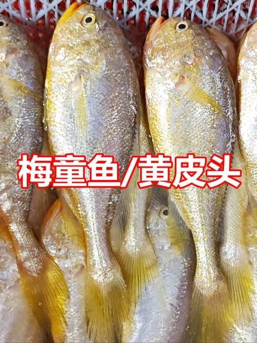 廣州周魚龍魚 廣州周魚龍魚 2025長城杯龍魚大賽 第9張