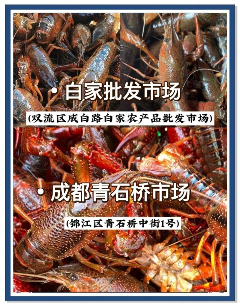 龍蝦批發市場