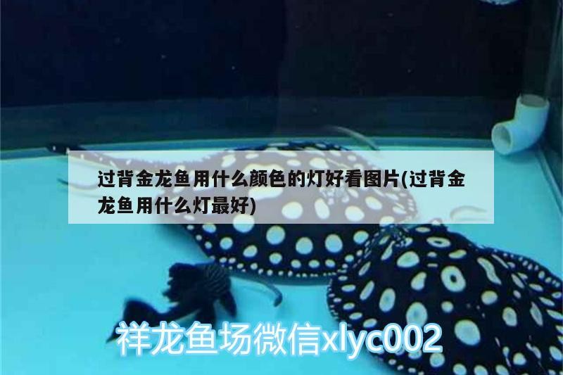 濟南萊蕪區億燕水族店：為您提供優質水族產品和專業服務（億燕水族店優質水族產品專業服務）