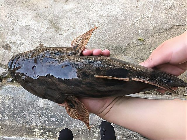淡水小虎鯊