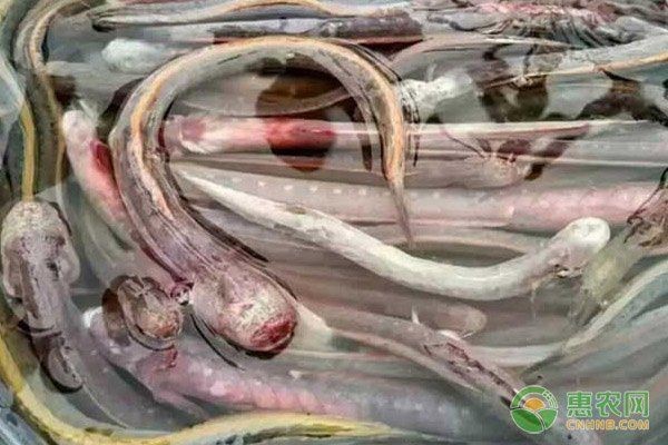 紅狼牙鰕虎魚的做法