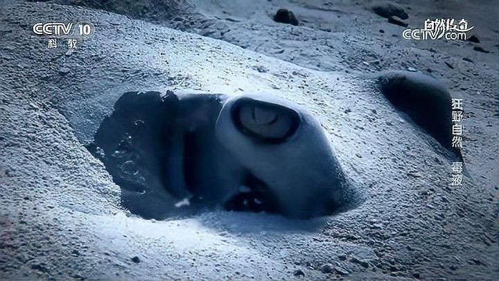 魟魚視頻