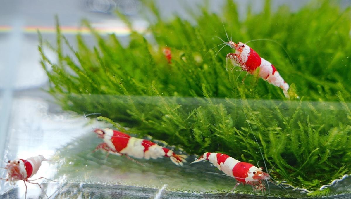 南沙區國際熱帶觀賞魚賽事活動的時間