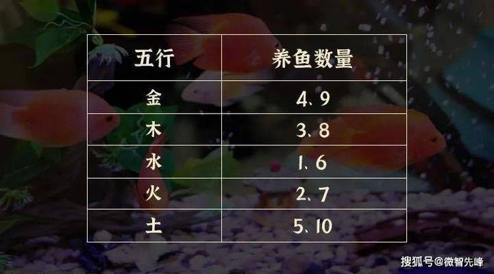 銀龍魚魚鱗掉了多久能長好啊（銀龍魚魚鱗掉了多久能長好啊圖片）