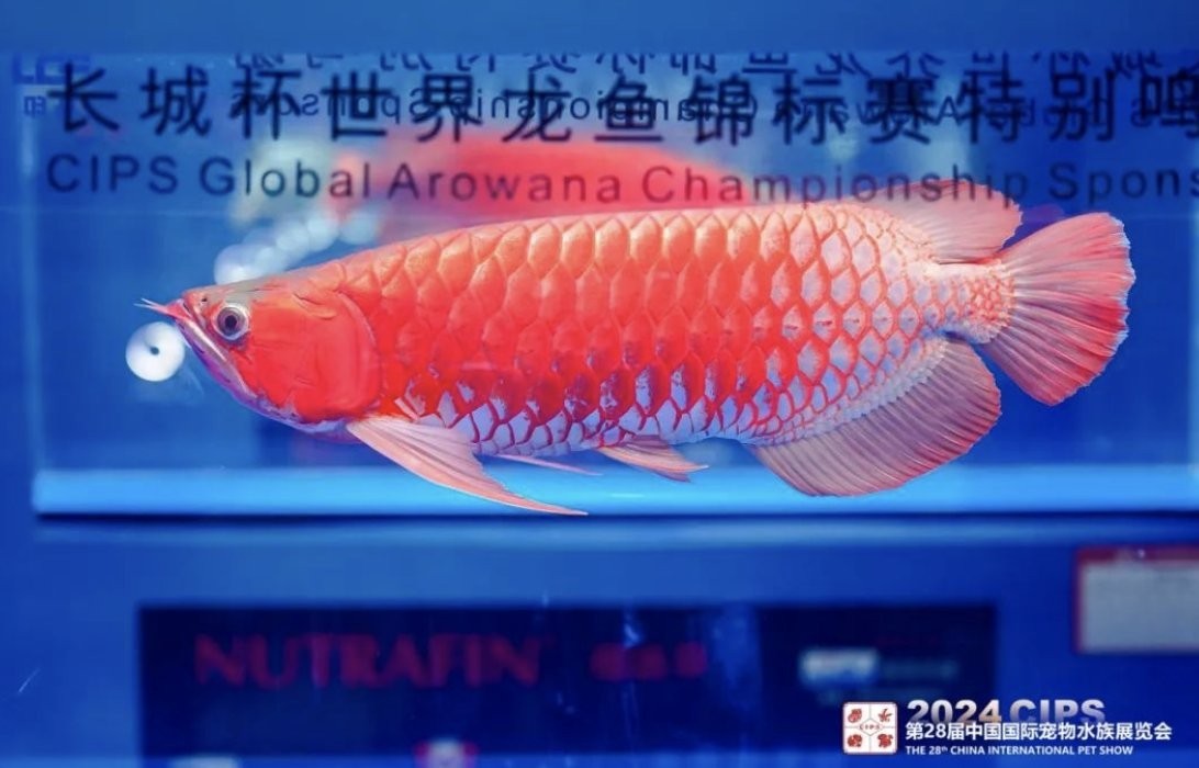 2024年長城杯水族展有哪些展館？