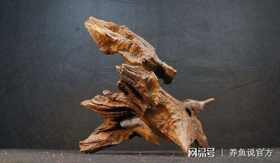 龍眼木放魚缸最簡單處理方法:龍眼木放魚缸處理方法 魚缸百科 第4張 龍眼木放魚缸最簡單處理方法:龍眼木放魚缸處理方法 龍眼木放魚缸最簡單處理方法:龍眼木放魚缸處理方法 魚缸百科 第4張