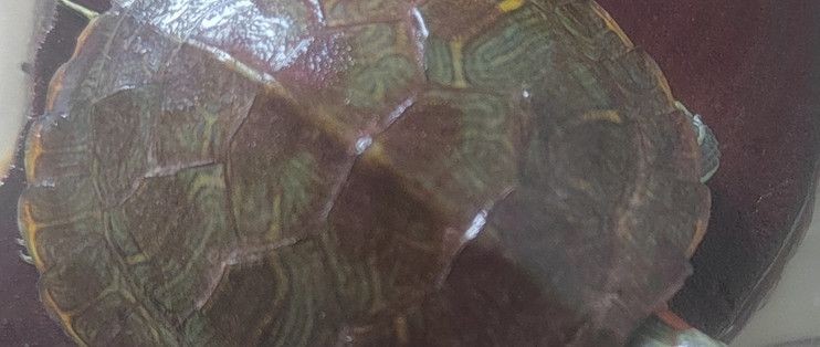 龍眼木放魚缸最簡單處理方法:龍眼木放魚缸處理方法 魚缸百科 第5張 龍眼木放魚缸最簡單處理方法:龍眼木放魚缸處理方法 龍眼木放魚缸最簡單處理方法:龍眼木放魚缸處理方法 魚缸百科 第5張