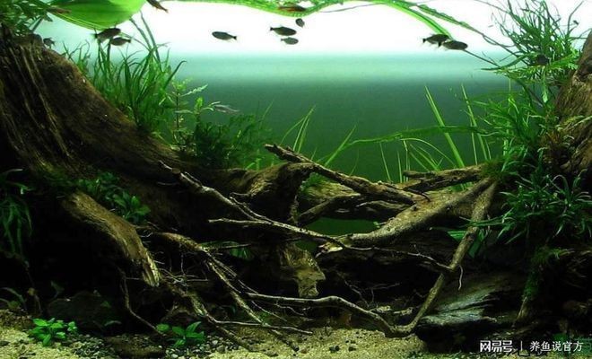 龍眼木放魚缸最簡單處理方法:龍眼木放魚缸處理方法 魚缸百科 第3張 龍眼木放魚缸最簡單處理方法:龍眼木放魚缸處理方法 龍眼木放魚缸最簡單處理方法:龍眼木放魚缸處理方法 魚缸百科 第3張