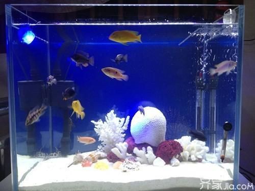 觀景魚缸水質管理秘籍水質管理秘籍水質管理秘籍：觀景魚缸養護要求