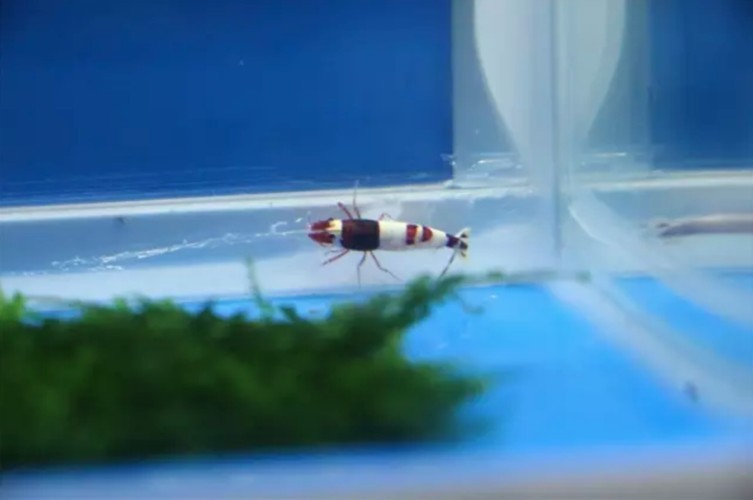 長城杯觀賞蝦錦標賽 長城杯觀賞蝦錦標賽 2025長城杯龍魚大賽 第5張