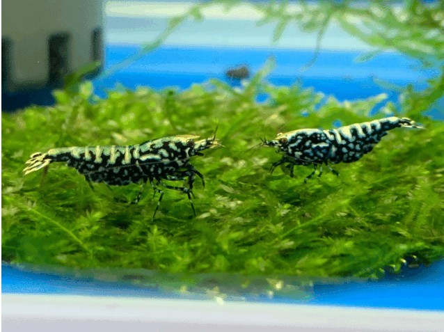 長城杯觀賞蝦錦標賽 長城杯觀賞蝦錦標賽 2025長城杯龍魚大賽 第3張
