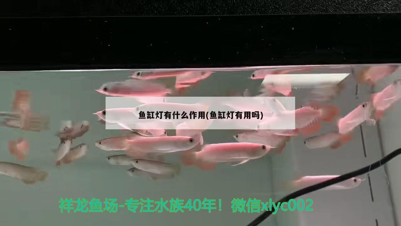 銀龍魚魚鱗上有白點是什么原因（銀龍魚鱗片上有白色凸起小點）