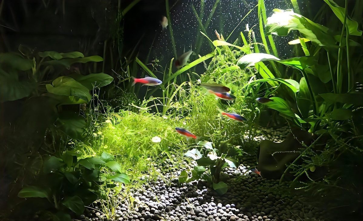 硝化細(xì)菌多久加一次 硝化細(xì)菌多久加一次 2025長城杯龍魚大賽 第2張